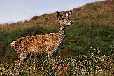 Steam喜加一后 《战锤 末世鼠疫2》新增一千万玩家