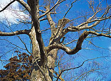 IGN票选2025年最期待游戏 《羊蹄山之魂》远超其他3A游戏